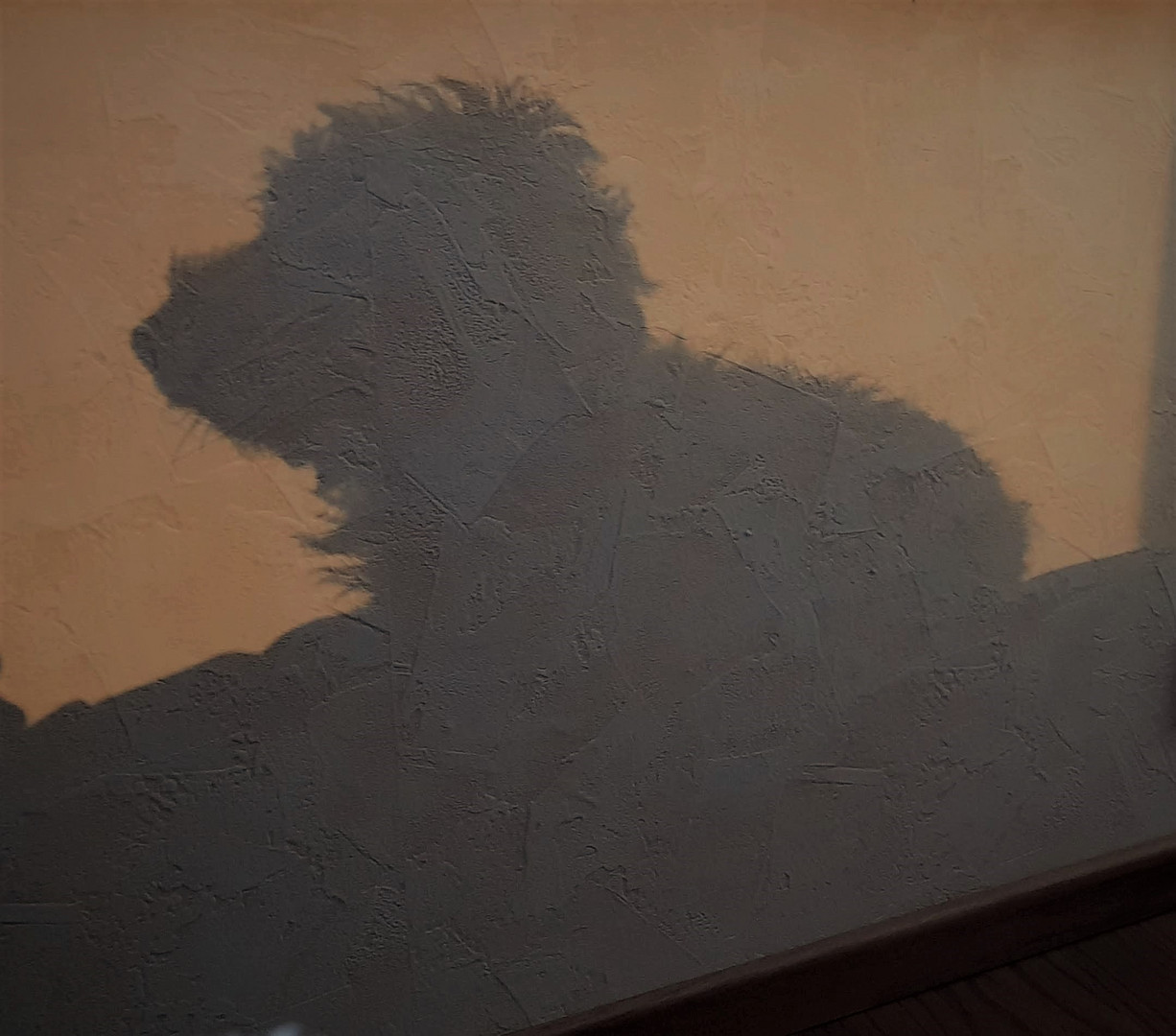 Shadow on the Wall