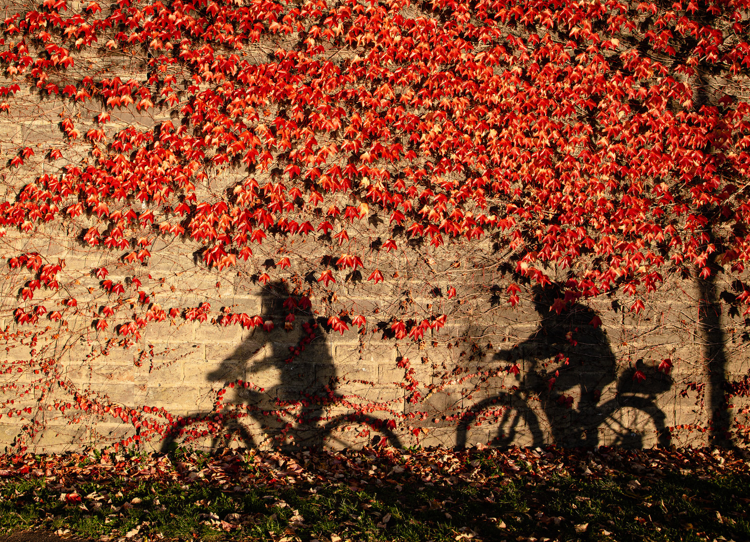 Shadow on the Wall