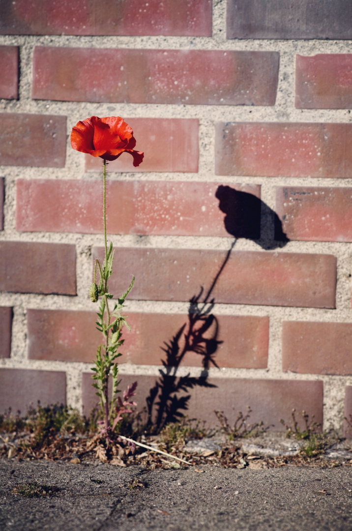 Shadow on the wall