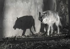 Shadow on the Wall