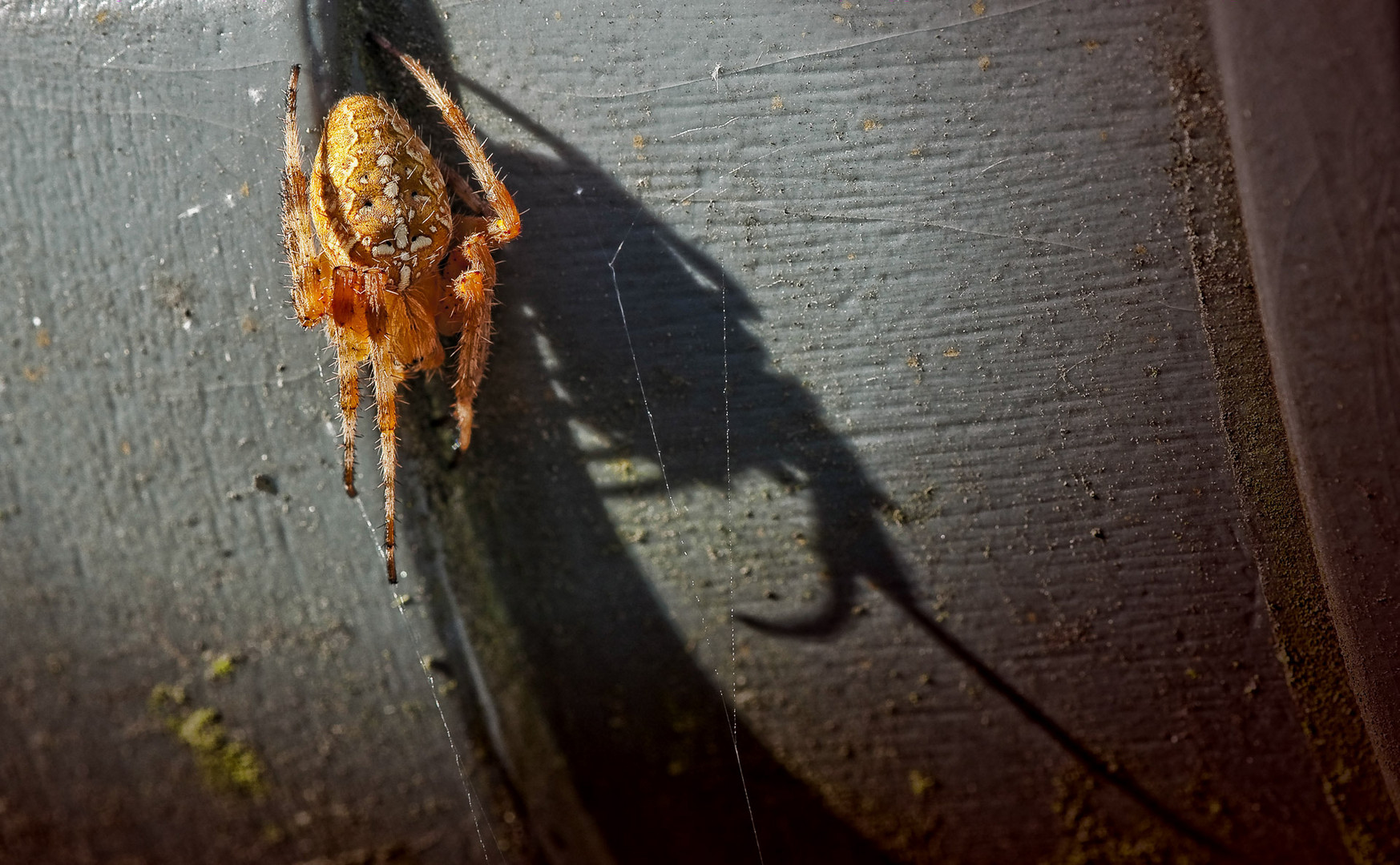 Shadow on the wall