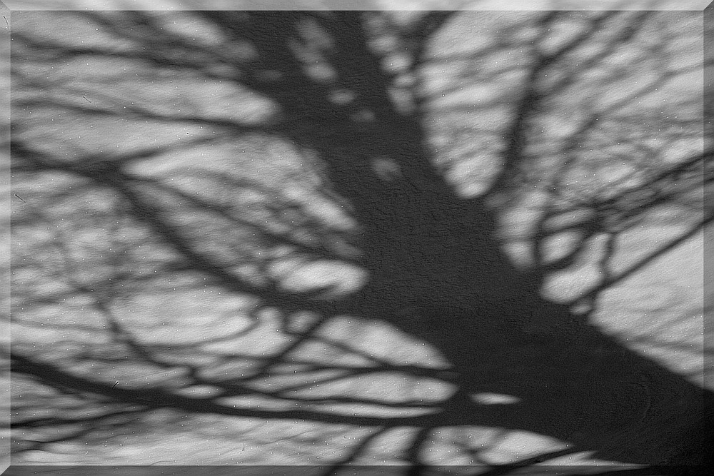 shadow tree