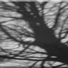 shadow tree