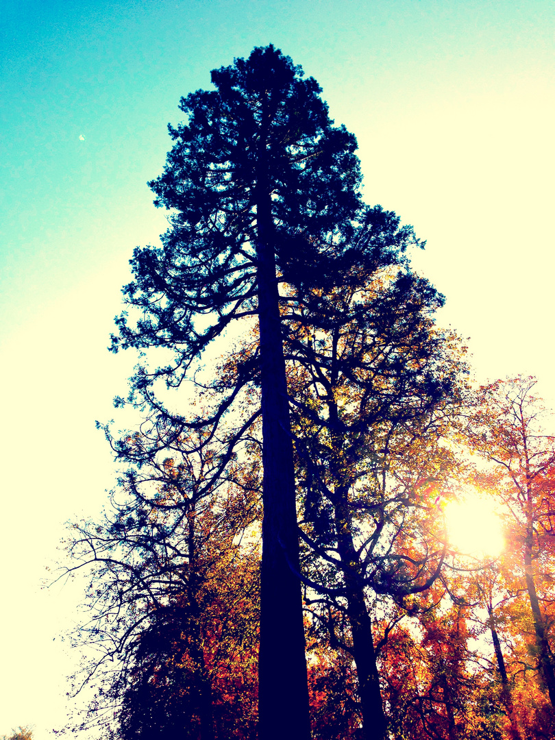 Shadow Tree