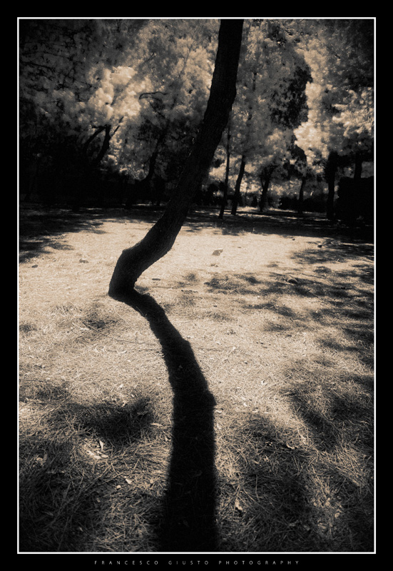 Shadow Tree