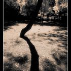 Shadow Tree