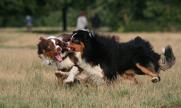 Shadow und Bogard