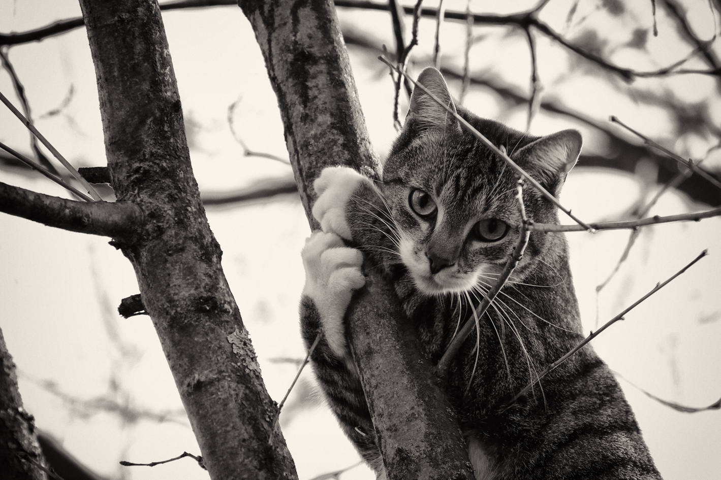 Shadow und sein Baum