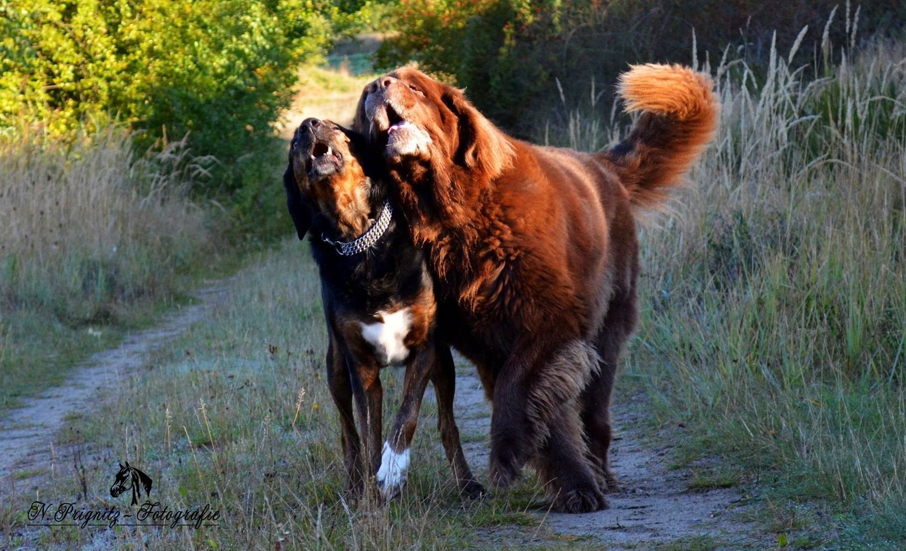 Shadow und seine Freundin Biene