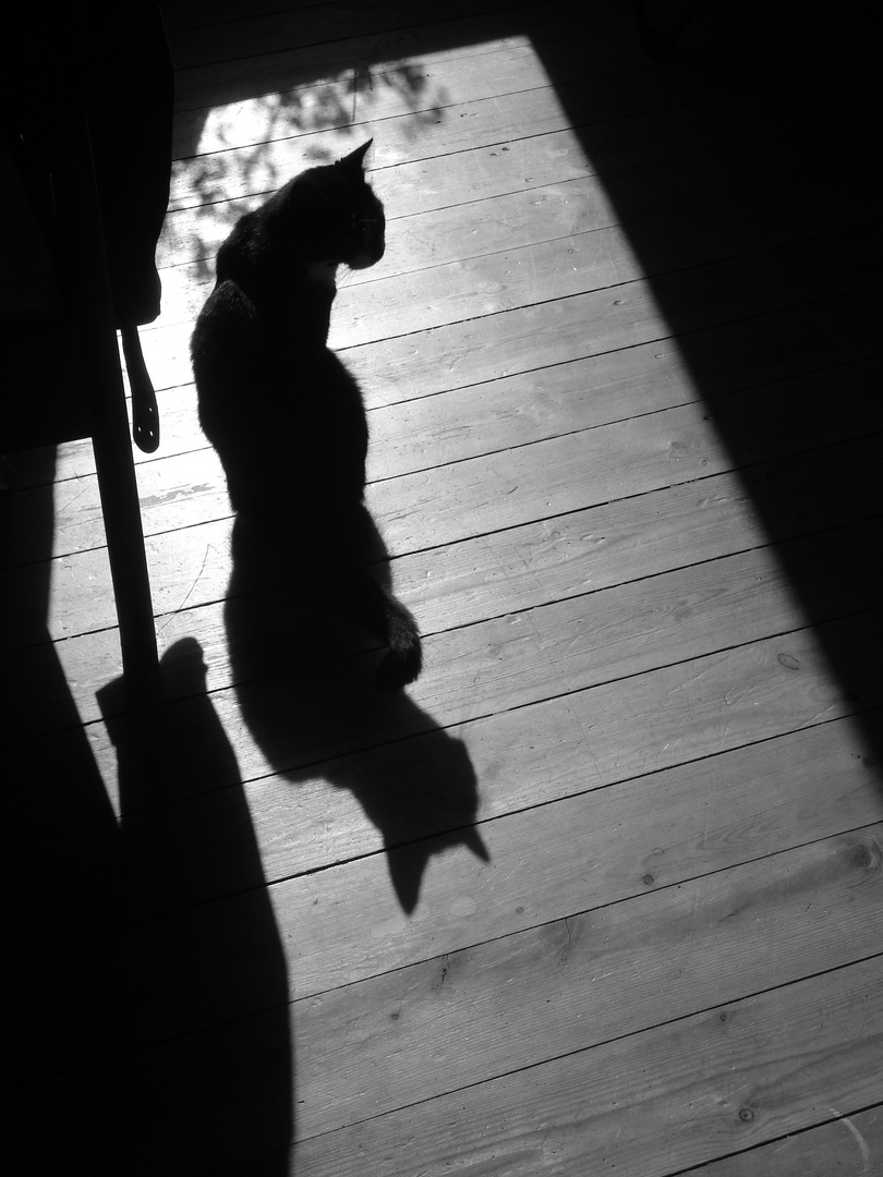 shadowcat