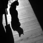 shadowcat