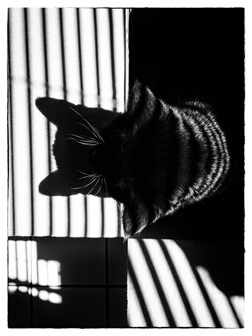 Shadowed Purr