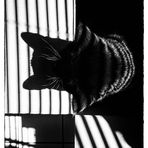 Shadowed Purr