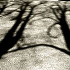 Shadows #1