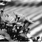 Shadows and Flowers