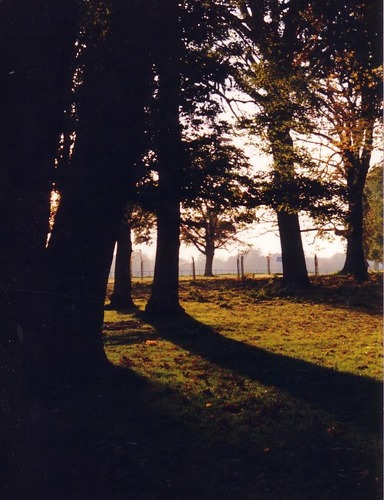 Shadows and Tall Trees