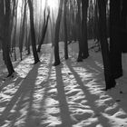 shadows in the forest