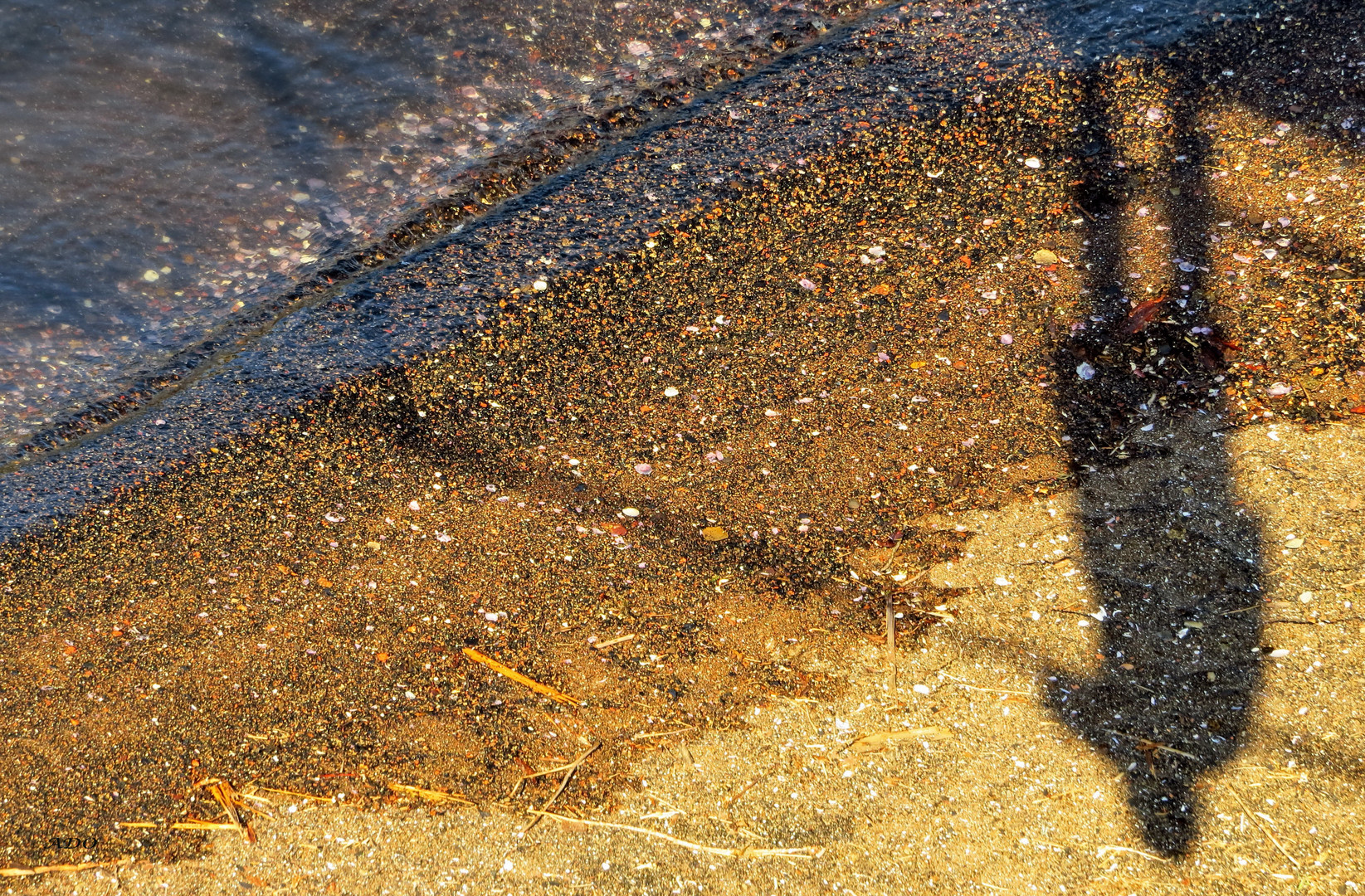 Shadows in the Sand