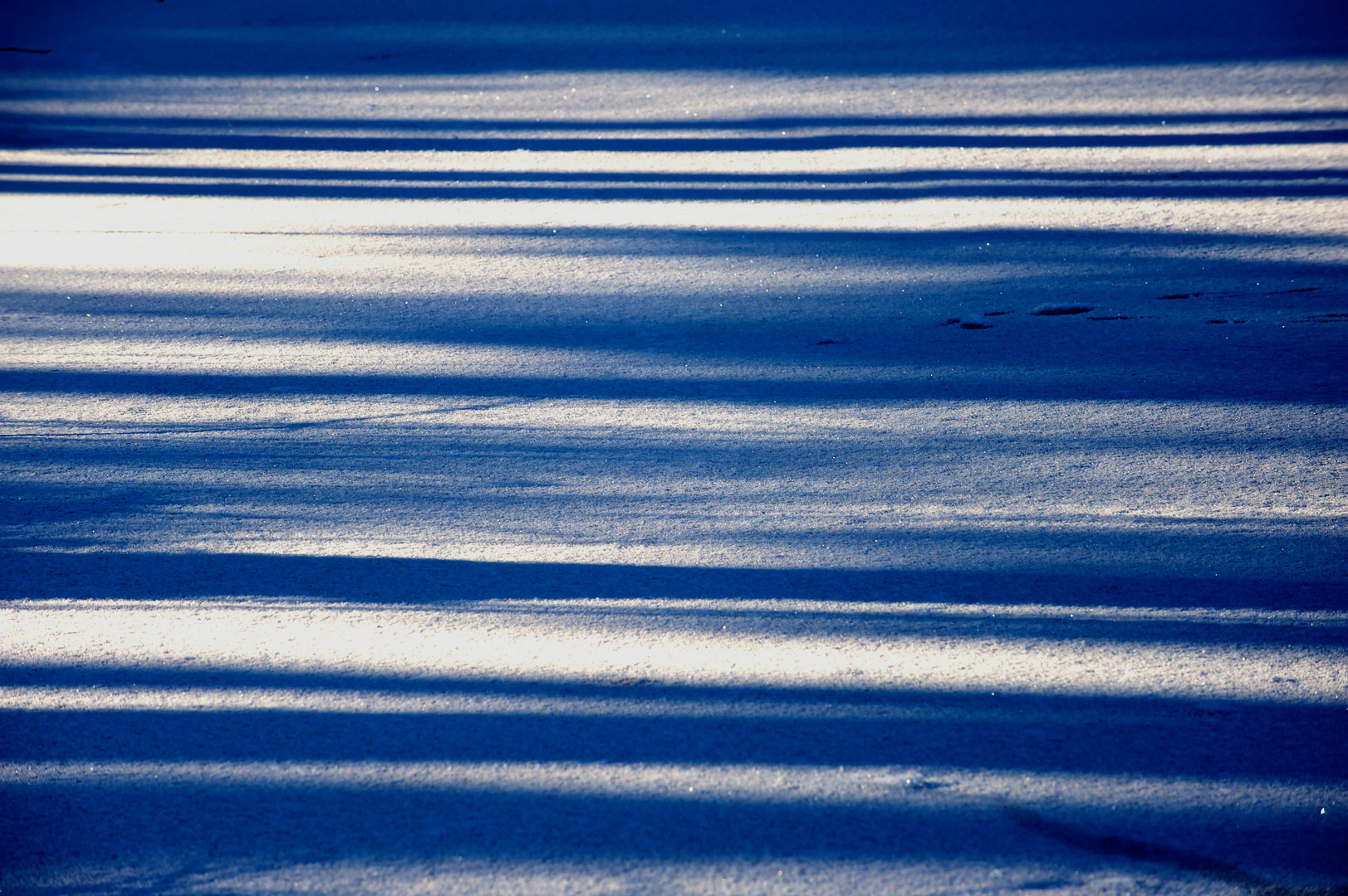 Shadows in the Snow