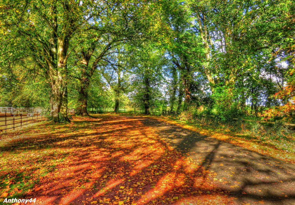 Shadows of Autumn