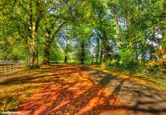 Shadows of Autumn