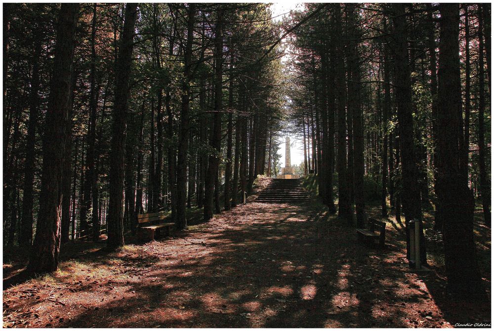 Shadows of the forest