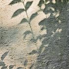 Shadows on a Wall.