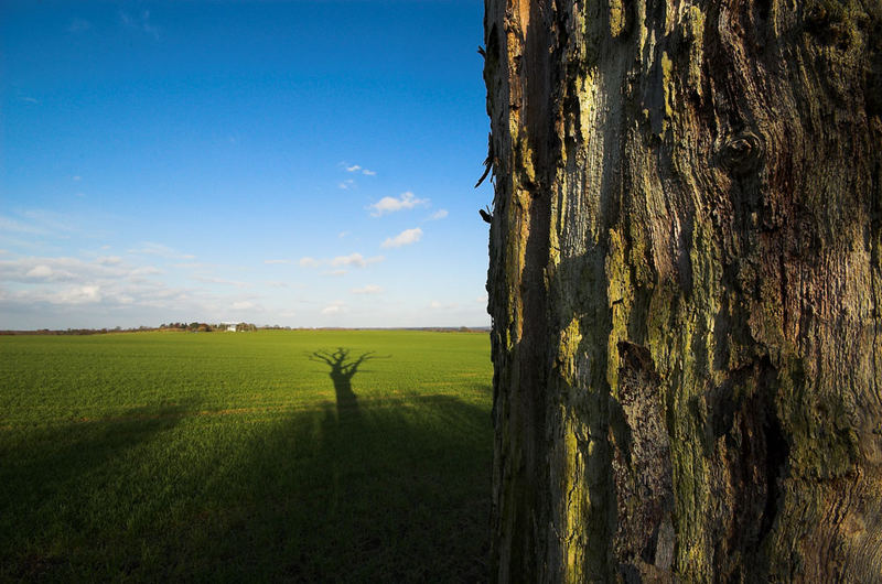 Shadow&Tree [1]