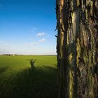 Shadow&Tree [1]