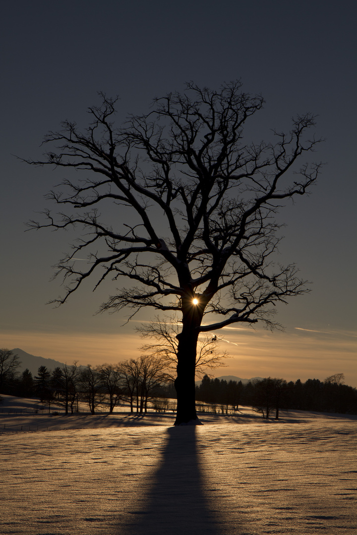 Shadowtree