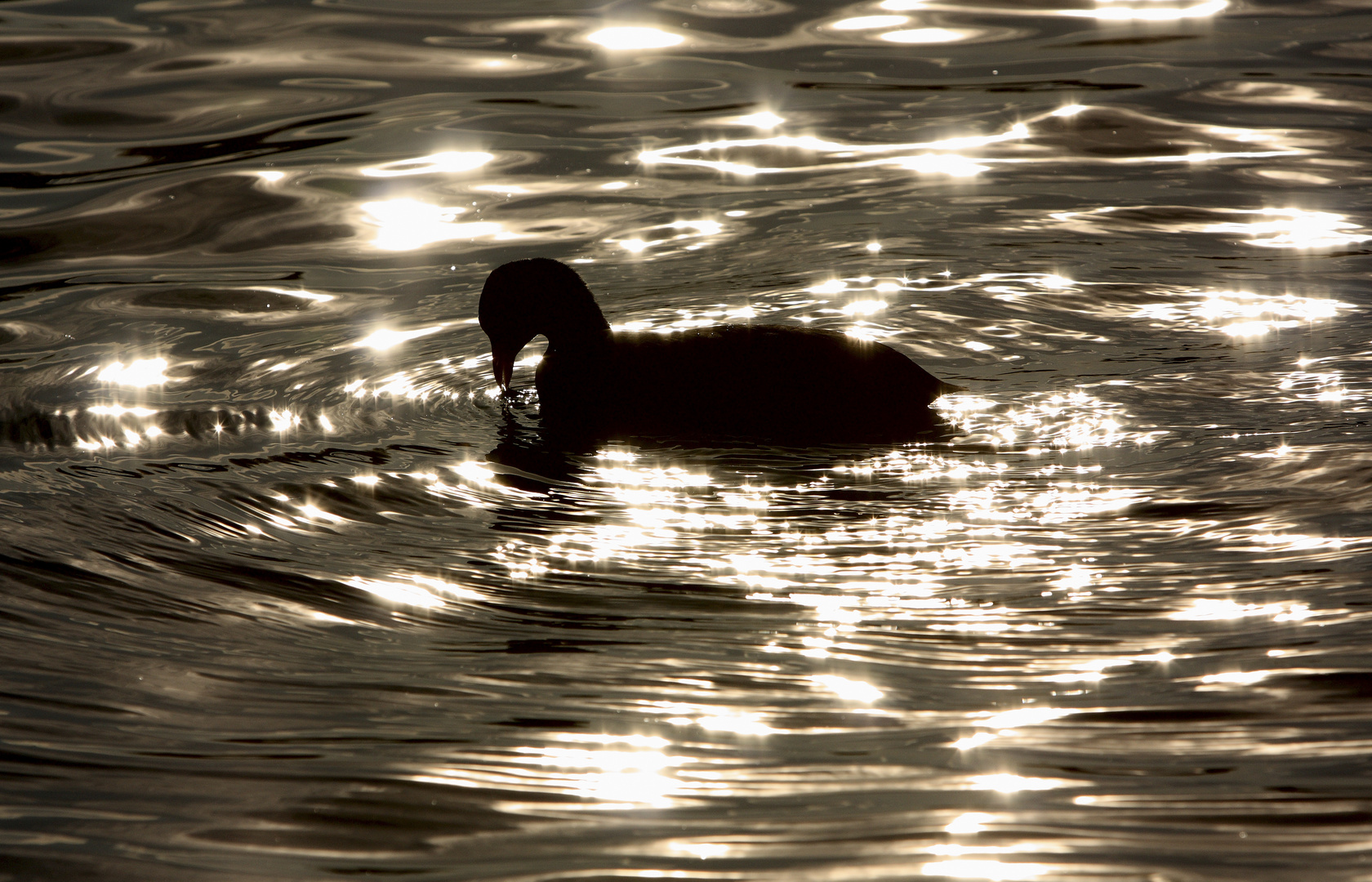 shady Fulica atra