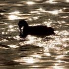 shady Fulica atra