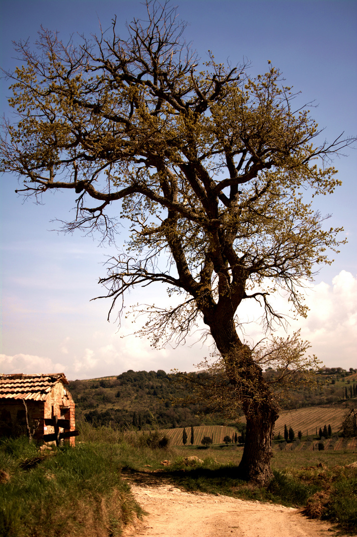 Shady Tree