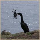 shag making a nest