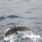 Shag Rocks, Antarktis, Fluke eines abtauchenden Wales