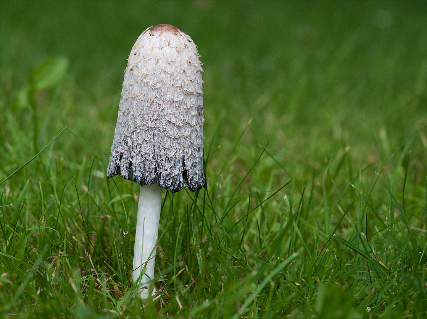 shaggy mane