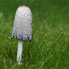 shaggy mane