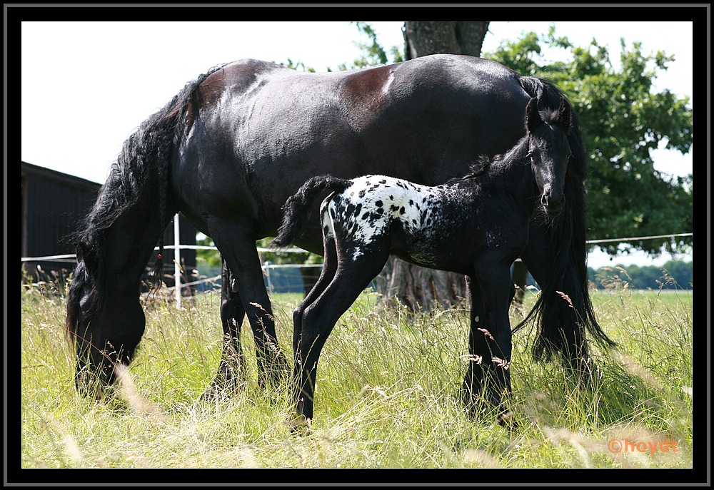 Shaggy mit Mama