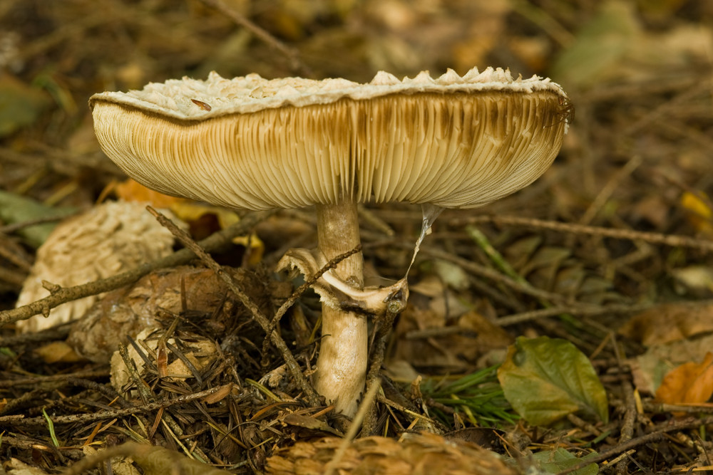 Shaggy Parasol