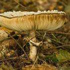 Shaggy Parasol