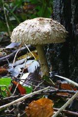 Shaggy Parasol - Lepiota rhacodes