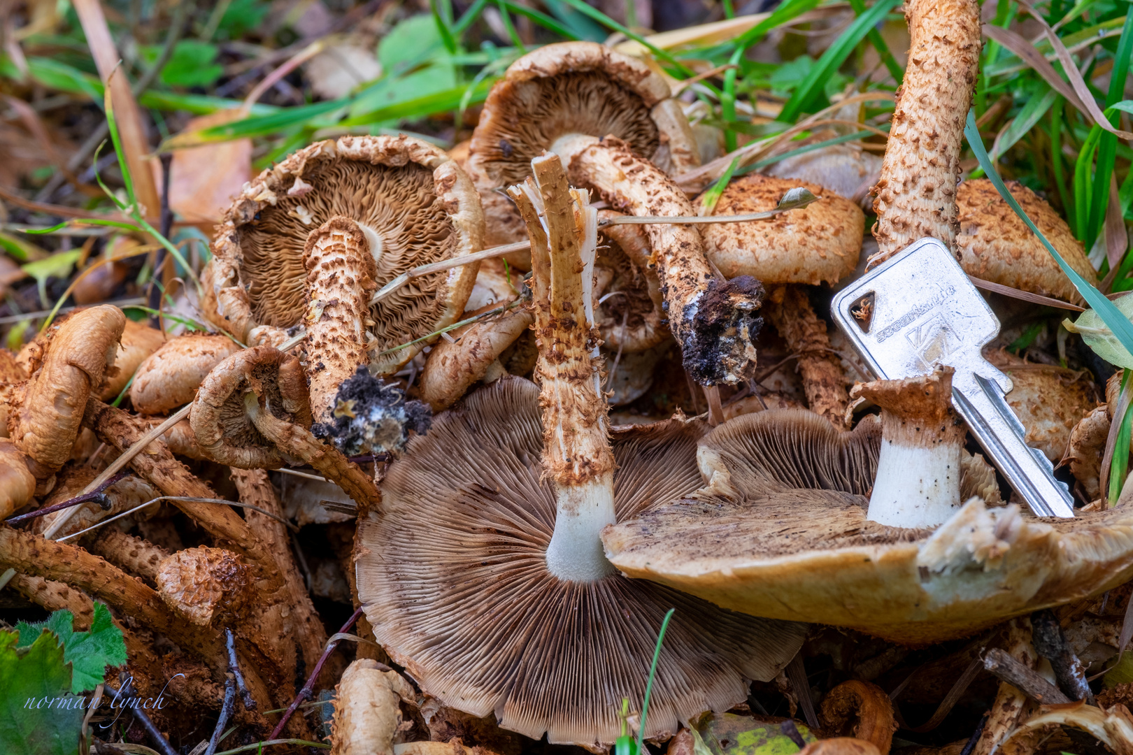  Shaggy Pholiota 