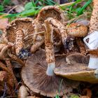  Shaggy Pholiota 