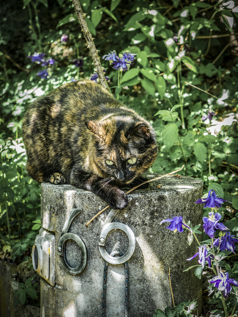 Shaka und das Ästchen