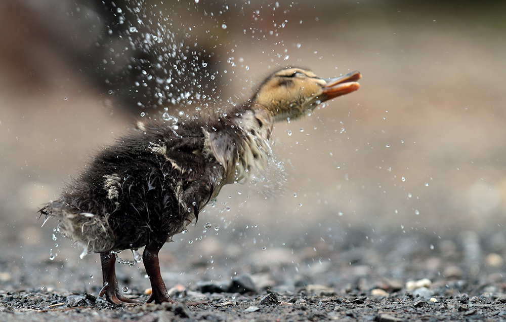 Shake it, Ducky!