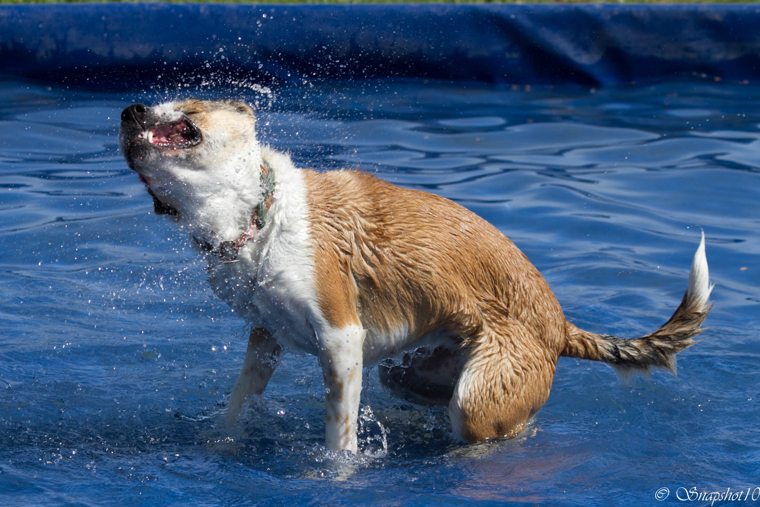 Shakin' Beagle