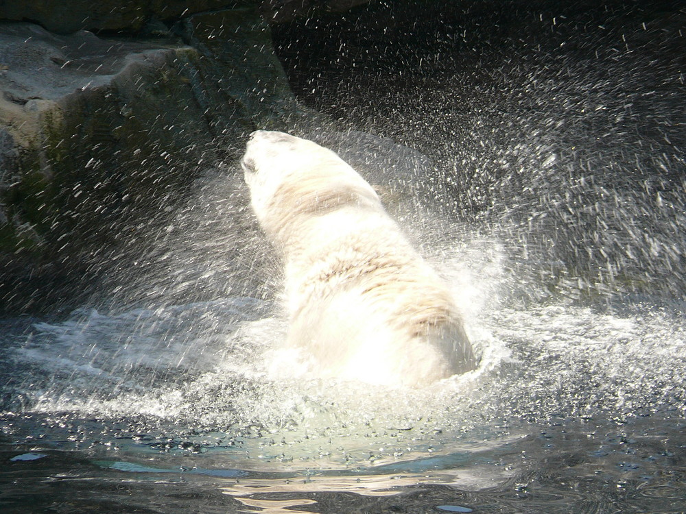 Shaking Bear