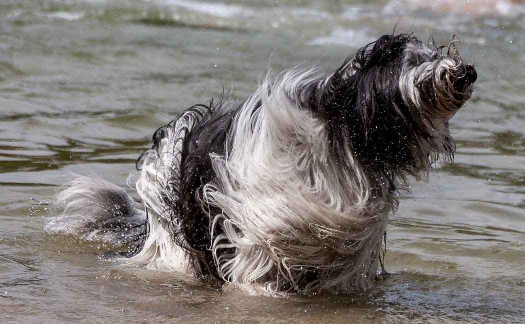 Shaking Dog