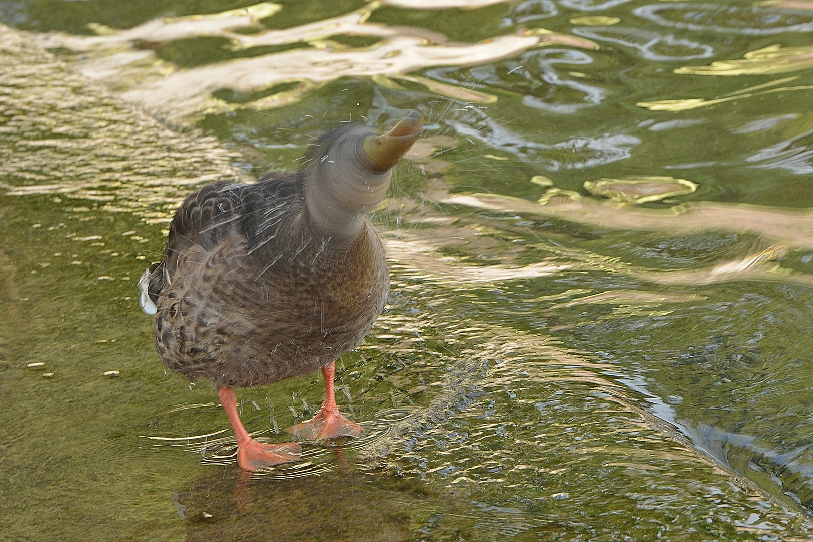 "shaking head duck"