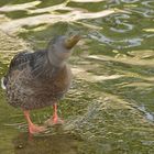 "shaking head duck"